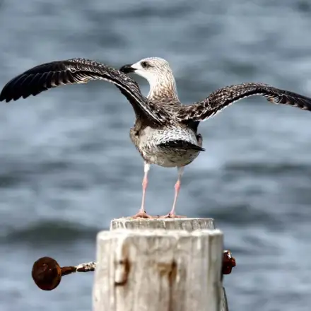 Gaivotão-real imaturo de primeiro ano pousado num poste com asas abertas, com plumagem fortemente manchada castanho-escura e branca