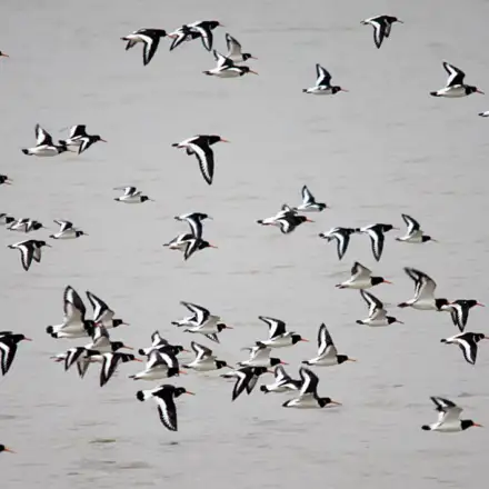 Grupo de ostraceiros em voo sobre a água