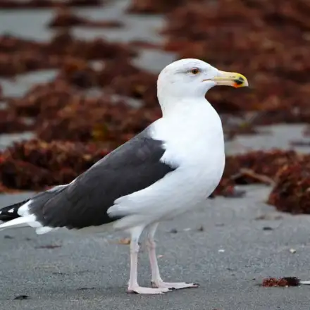 Gaivotão-real adulto em plumagem invernante, com dorso e asas cinzento-escuro a quase preto, pousado na praia.