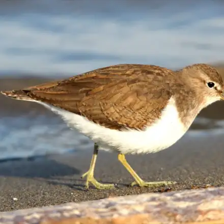 Maçarico-das-rochas a caminhar na areia na zona intertidal, com padrão discreto castanho e branco e postura típica ligeiramente inclinada.