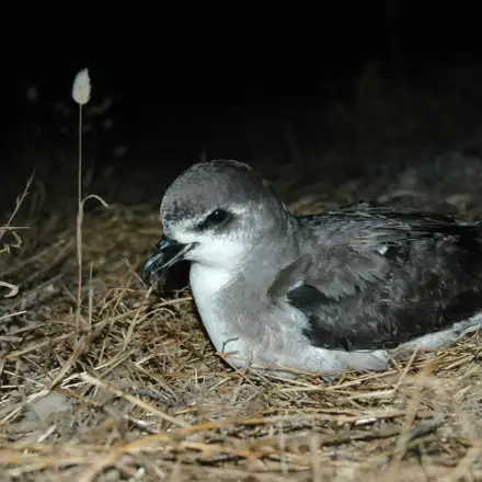 Freira-do-bugio pousada na colónia durante a noite.