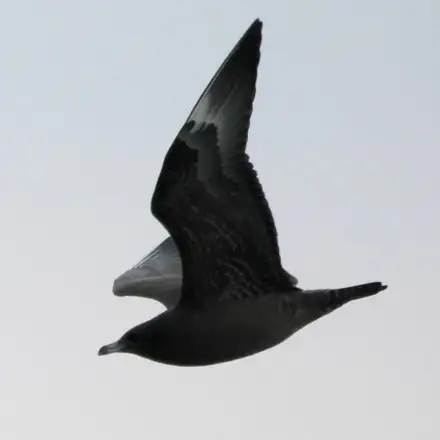 Moleiro-do-Ártico imaturo de fase escura em voo sobre o mar.