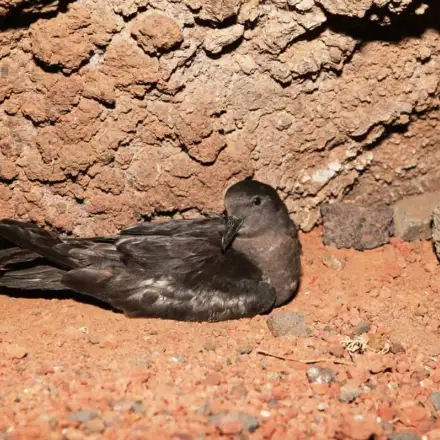 Adulto de alma-negra pousado na colónia.