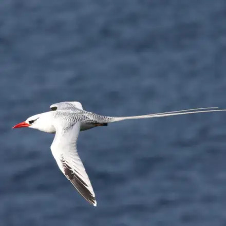 Rabijunco em voo, com plumagem predominantemente branca, bico vermelho vivo e longas penas caudais centrais brancas.