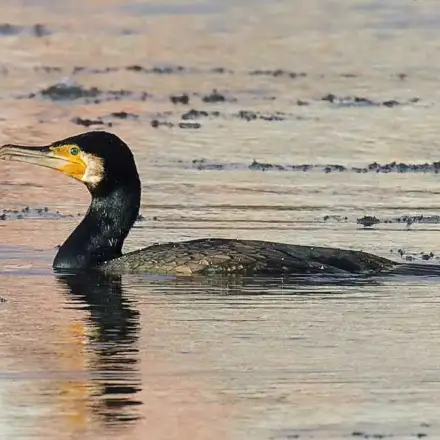 Corvo-marinho na água de um rio.