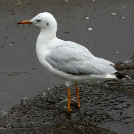 Gaivota-de-bico-fino adulta em plumagem de inverno, pousada na areia junto à água.
