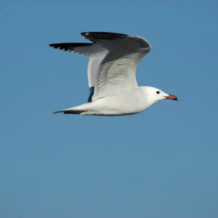 Gaivota-de-Audouin adulta em voo sobre o mar.