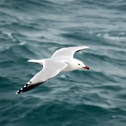 Gaivota-de-Audouin adulta em voo sobre o mar, com bico vermelho-coral e primárias externas pretas.