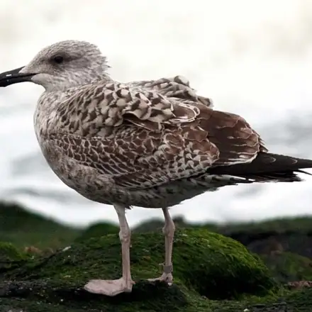 Gaivota-de-patas-amarelas imatura de primeiro ano pousada, plumagem fortemente listada de castanho.