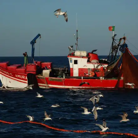 Gaivotas-de-patas-amarelas reunidas à volta de uma embarcação de cerco no mar, a alimentar-se de peixes.