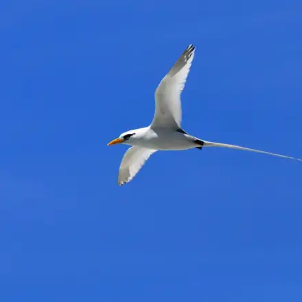 Rabijunco-de-bico-amarelo em voo, com plumagem branca e bico amarelo, apresentando longas penas caudais brancas finas.