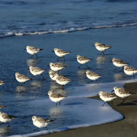 Grupo de pilritos-das-praias na areia junto à linha de maré
