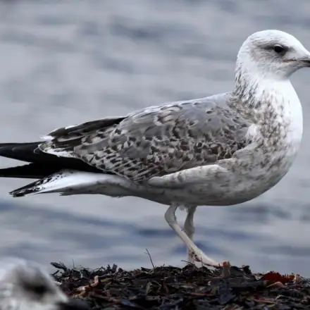 Gaivota-de-patas-amarelas imatura de segundo ano pousada, com algumas penas cinzentas a surgir no manto, ainda com plumagem castanha residual.