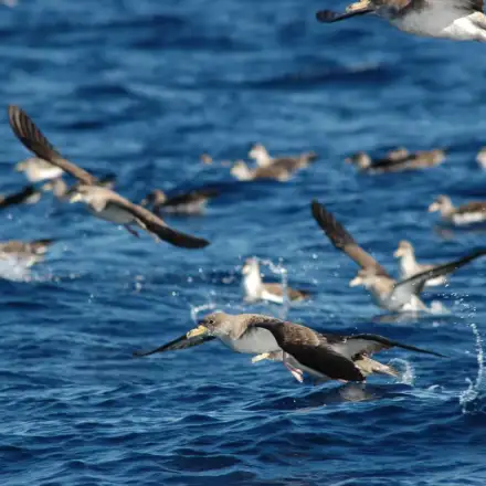 Grupo de cagarras no mar, algumas pousadas e outras a voar.