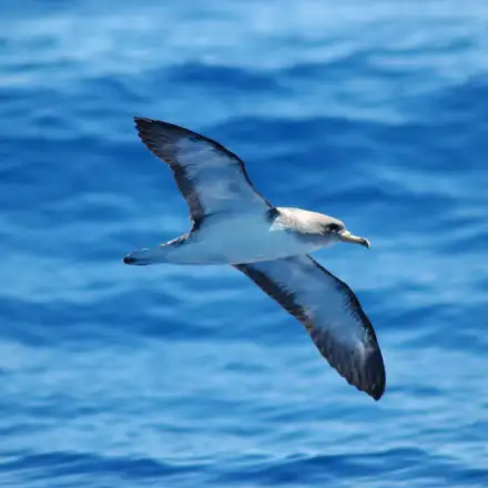 Cagarra a voar sobre o mar, com a face ventral visível.