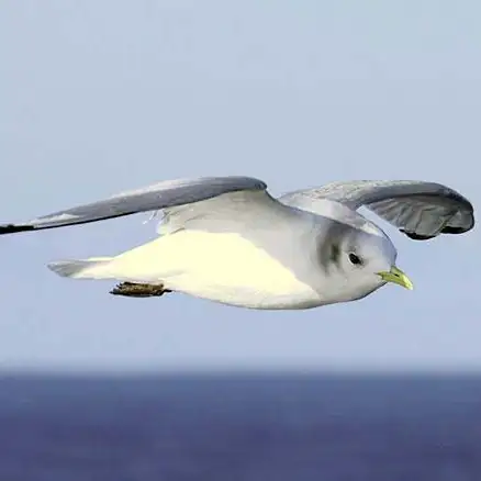 Gaivota-tridáctila adulta em plumagem de não reprodução, em voo sobre o mar, com cabeça branca e mancha escura no ouvido