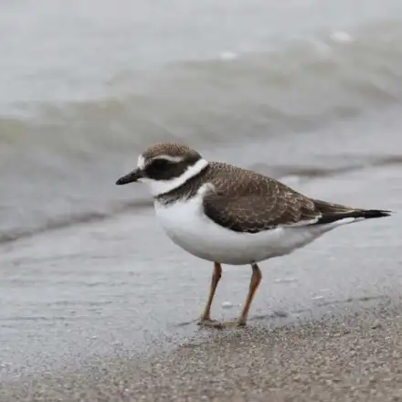 Borrelho-grande-de-coleira juvenil a andar na linha de maré, com plumagem mais pálida e escamosa no dorso, colar peitoral pouco definido e tons acastanhados suaves.