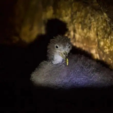 Cria de cagarra no ninho, numa cova, durante a noite.