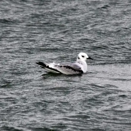 Gaivota-tridáctila imatura pousada na água, com padrão escuro nas asas.