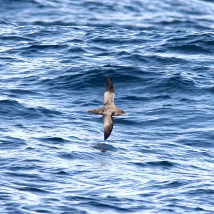 Pardela-preta a voar baixo sobre o mar.