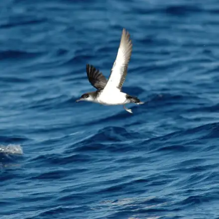 Pardela-do-atlântico em voo sobre o mar, com a face ventral branca visível.