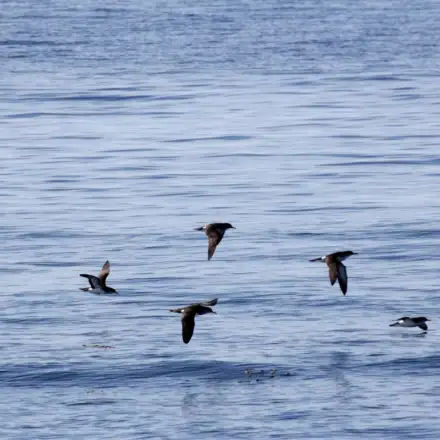 Grupo de pardelas-do-atlântico em voo sobre o mar.