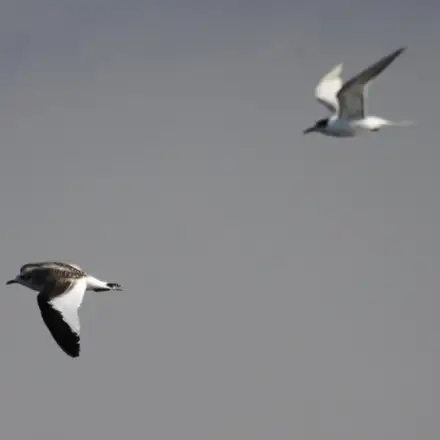 Gaivota-de-Sabine imatura em voo, com um garajau ao fundo.