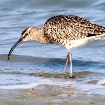 Maçarico-galego a alimentar-se no sedimento intertidal, a sondar a areia com o bico curvado.