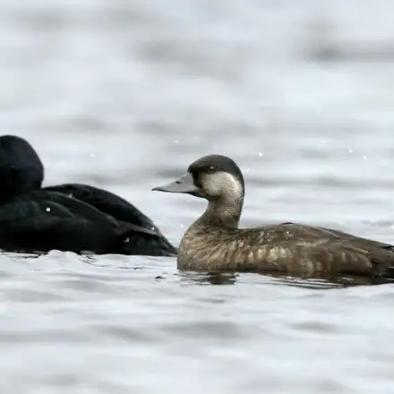 Negrola macho e fêmea a flutuar juntos no mar, o macho com plumagem negra e bico preto e amarelo, a fêmea castanha com face mais clara.