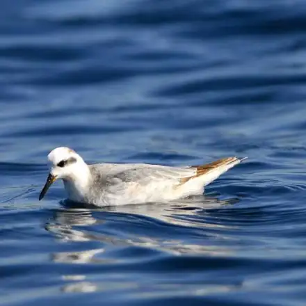 Falaropo-de-bico-grosso pousado à superfície do mar.