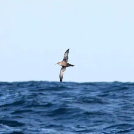 Pardela-preta a voar sobre o mar.