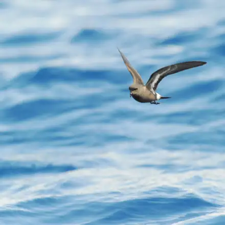 Alma-de-mestre a voar sobre o mar, com marca branca visível debaixo da asa