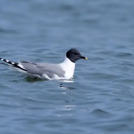 Gaivota-de-Sabine adulta pousada no mar.