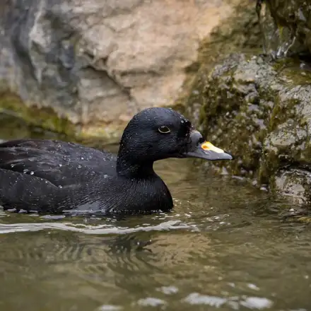Negrola macho com plumagem negra e bico preto e amarelo, a flutuar em água costeira pouco profunda entre rochas.