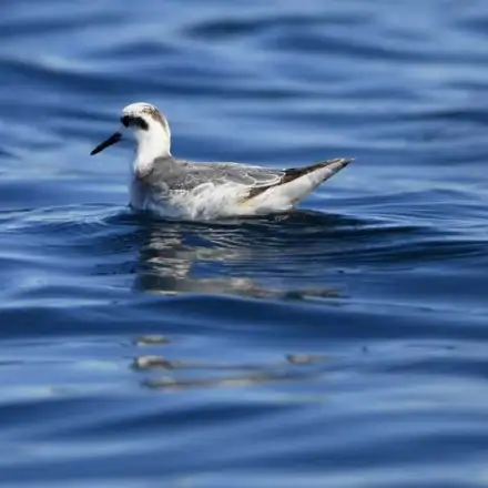 Falaropo-de-bico-grosso pousado no mar.