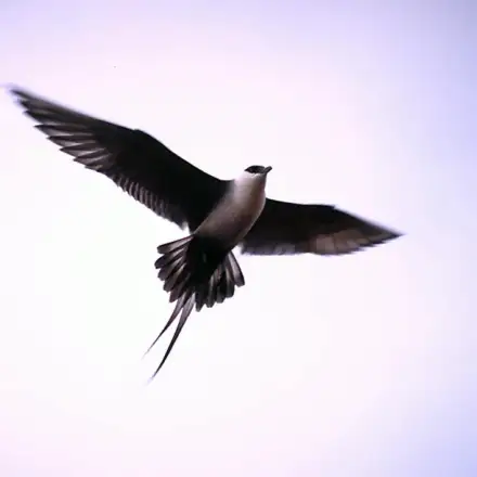 Moleiro-rabilongo adulto em voo, com capuz preto, peito branco, dorso cinzento-acastanhado e longas penas caudais pontiagudas.